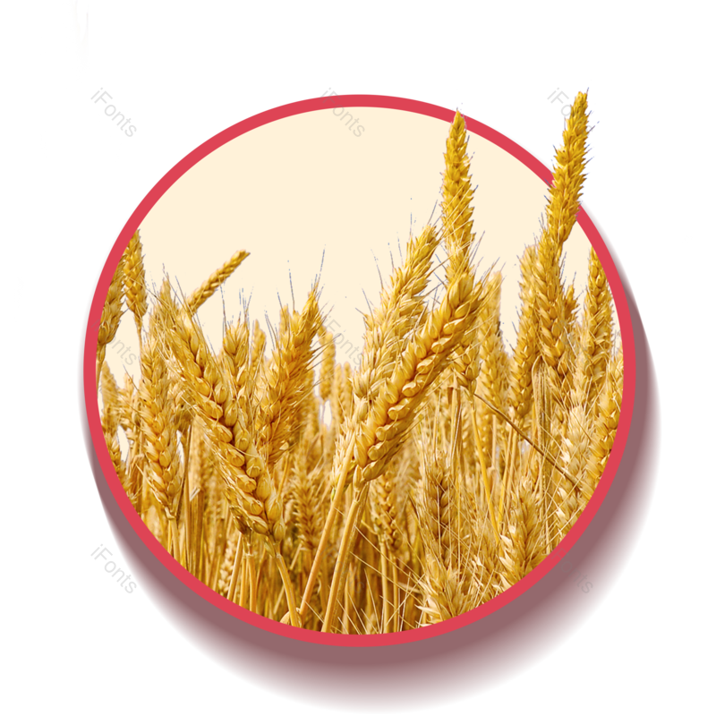 芒种图片,小满元素,清新PNG,秋天免抠素材